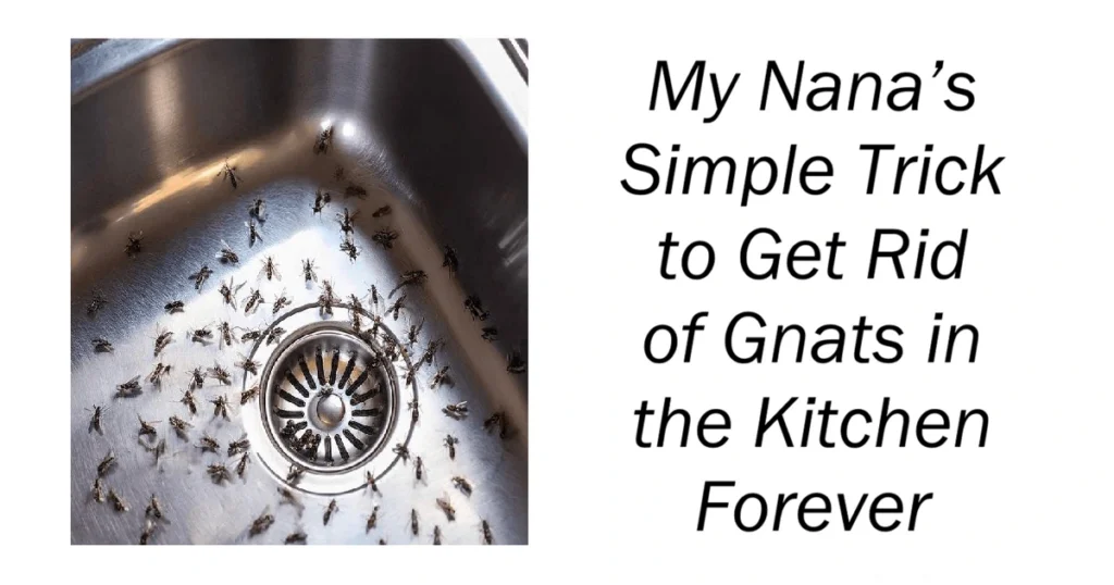 Simple Trick to Get Rid of Gnats in the Kitchen
