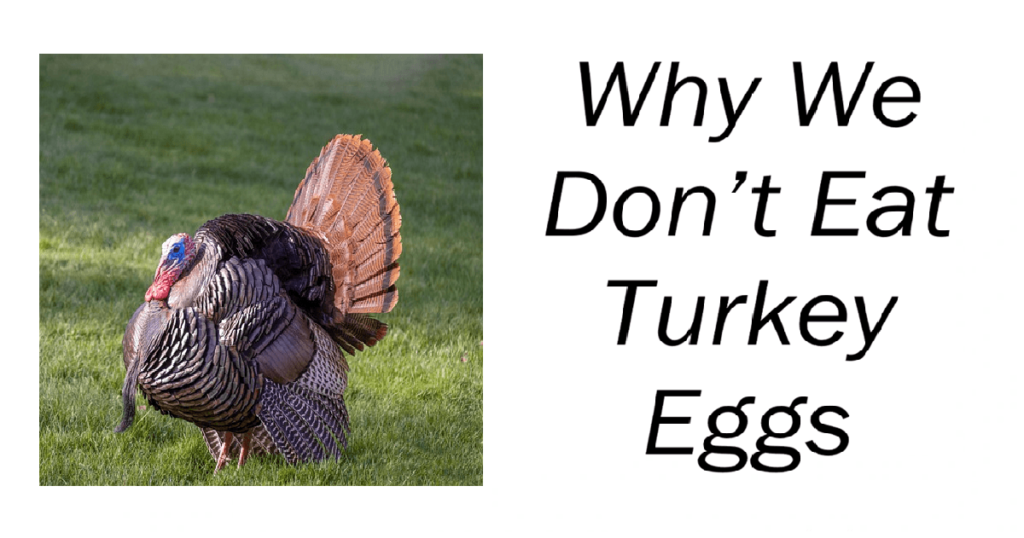 Why We Don’t Eat Turkey Eggs