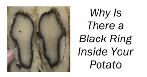 Why Is There a Black Ring Inside Your Potato