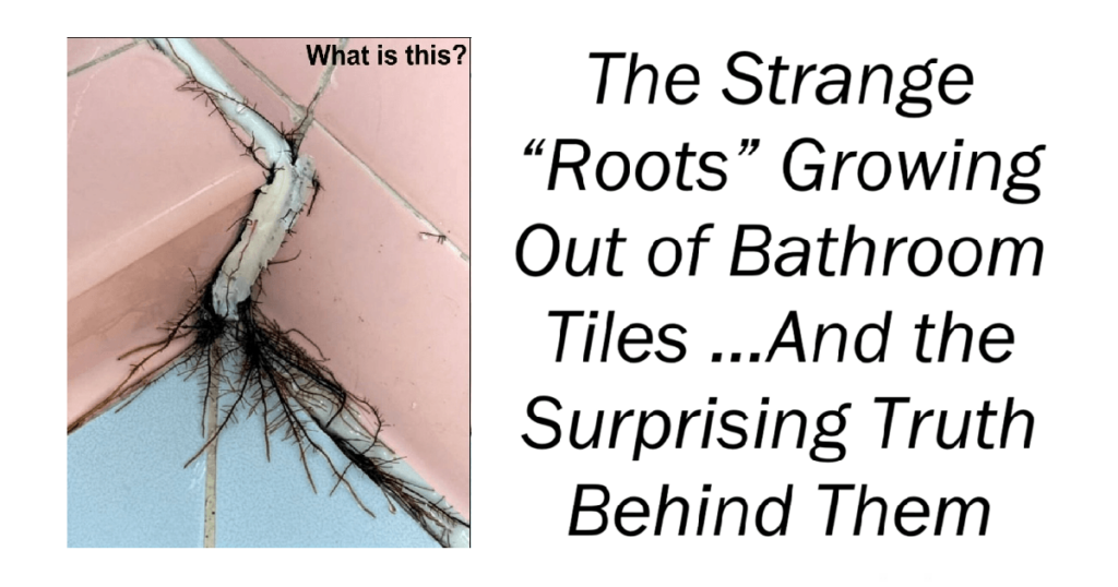 The Strange “Roots” Growing Out of Bathroom Tiles