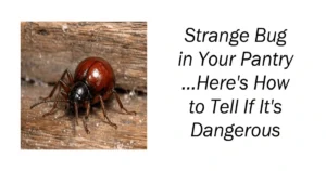 Strange Bug in Your Pantry