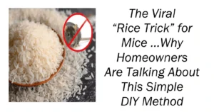 The Viral “Rice Trick” for Mice