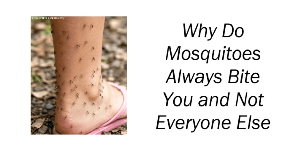 Why Do Mosquitoes Always Bite You