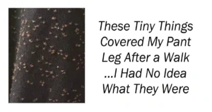 These Tiny Things Covered My Pant Leg After a Walk