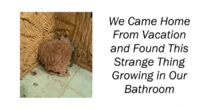 Found This Strange Thing Growing in Our Bathroom