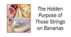 The Hidden Purpose of Those Strings on Bananas
