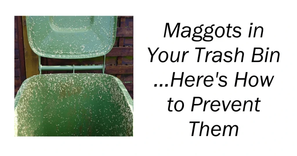 Maggots in Your Trash Bin