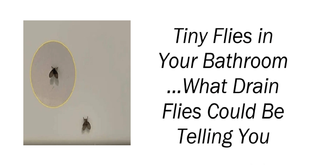 Tiny Flies in Your Bathroom