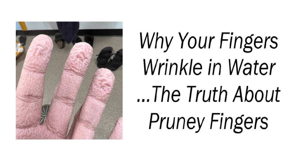 Why Your Fingers Wrinkle in Water