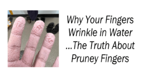 Why Your Fingers Wrinkle in Water