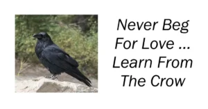 Never Beg For Love