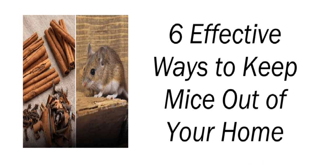 6 Effective Ways to Keep Mice Out of Your Home