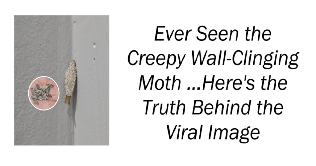 Ever Seen the Creepy Wall-Clinging Moth