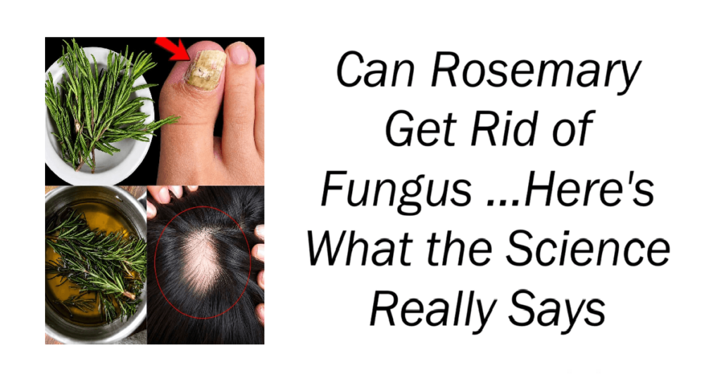 Can Rosemary Get Rid of Fungus