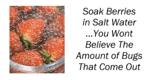 Soak Berries in Salt Water