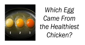 Which Egg Came From the Healthiest Chicken