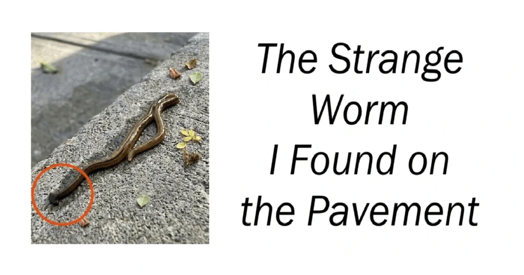 The Strange Worm I Found on the Pavement
