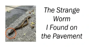 The Strange Worm I Found on the Pavement
