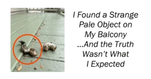 I Found a Strange Pale Object on My Balcony