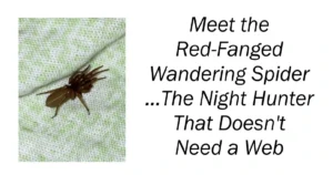 Meet the Red-Fanged Wandering Spider