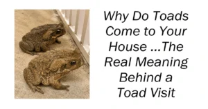 Why Do Toads Come to Your House