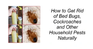 How to Get Rid of Household Pests Naturally