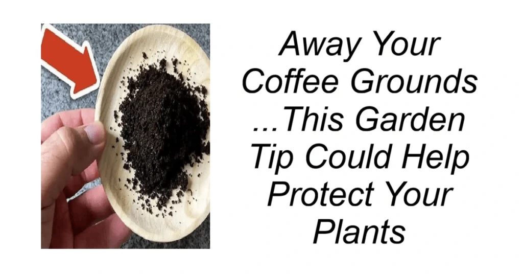 Don’t Throw Away Your Coffee Grounds