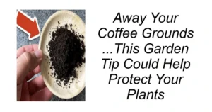 Don’t Throw Away Your Coffee Grounds