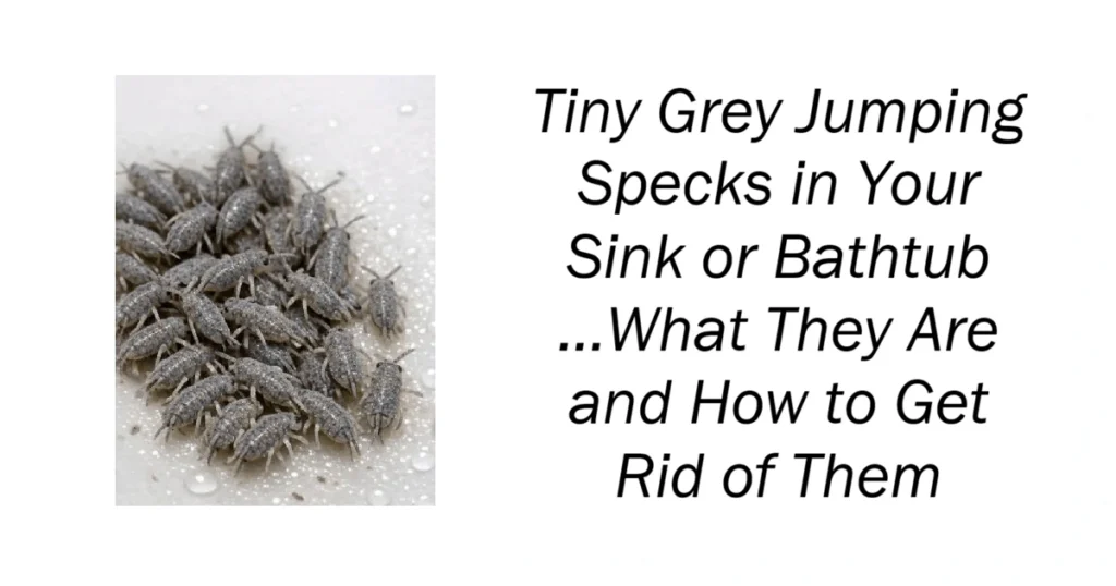 Tiny Grey Jumping Specks in Your Sink or Bathtub