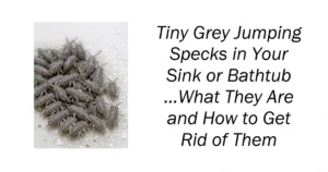 Tiny Grey Jumping Specks in Your Sink or Bathtub