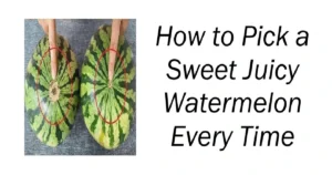 How to Pick a Sweet Juicy Watermelon Every Time