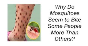 Why Do Mosquitoes Seem to Bite Some People More Than Others