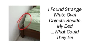 I Found Strange White Oval Objects Beside My Bed