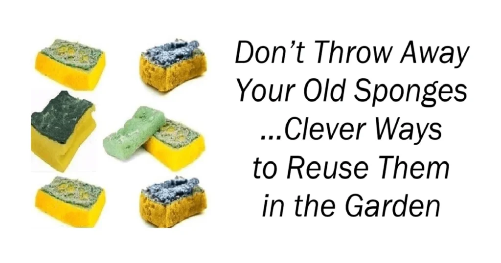 Don’t Throw Away Your Old Sponges