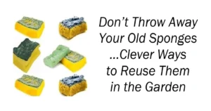 Don’t Throw Away Your Old Sponges